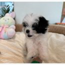 부산강아지분양 디몽 광안리본점 이미지