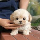 인천 강아지분양 고양이분양 미유펫 이미지