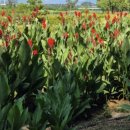 열대자보건진료소 | 연천 임진강댑싸리공원 붉게불들다 지금모습 가을에 가볼만한곳 최고의가을 주차장 명소 댑싸리빗자루