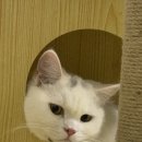 용산진료소 이미지