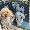 양산 애견호텔유치원 우리집첫째 네이버블로그