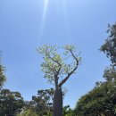 (주)야생 | 퍼스] 2026.01.24 현지인 맛집 Bert's City Beach, 야생캥거루 보러 Pinnaroo Vally Memorial Park 방문...