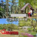 자연-꽃 | 춘천 당일치기 여행 추천 강원도립화목원 입장료 공짜 꿀팁