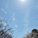 (주)고택 | [예산 벚꽃 명소] 한옥이랑 벚꽃 조합 미쳤던 추사고택 다녀온 후기🌸 (260405 방문)