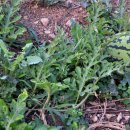 해뜨는바다 이미지