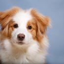 호평동물병원 이미지