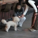 펫시터(반려견) 자격증 과정 이미지