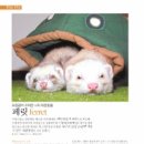 페릿 이미지