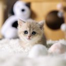 13번째고양이 | 세종 고양이 분양, 사랑받을 줄 아는 개냥이 13번째고양이 방문 후기