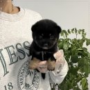 창원강아지분양 헬스독 애견입양 말티푸들포메라니안미니비숑 | 부산 강아지분양 부산강아지분양 헬스독 애견입양 말티푸들포메라니안미니비숑 선택