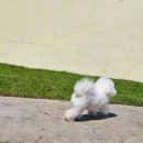 호야별 애견유치원 이미지