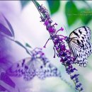 Butterfly Waltz - Brian Crain 이미지