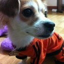 갑식이맘보 이미지