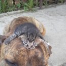 개와 고양이 이미지