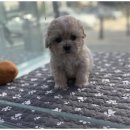 도그마루 동물병원 이미지