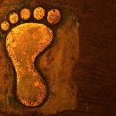 꿩대신닭 이미지