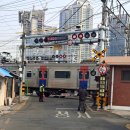 제주방목흑도야지 이미지