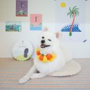 그루밍제주 이미지