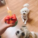 삼진보링 | 갤럭시펫 롯데백화점잠실점 에서 보링이 생일케이크 후기💕🎈