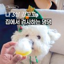 플러스아이미코병원 | 페노비스 벳 케어플러스 재검사 후기｜아토피 강아지 6개월 관리 변화