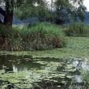 창녕 우포늪 이미지