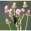 경안천습지생태공원 이미지