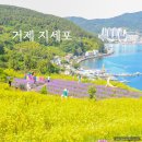 진성 마을회관 | 경남 거제 지세포진성꽃동산 라벤더 금계국 명소 주차장 정보 방문 후기