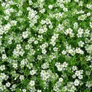 11월 16일의 꽃은 '안개초 (Common gypsophila)' 이미지