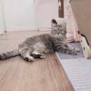 고양이의 봄, 묘랑묘랑 이미지