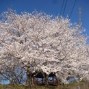 화동못 수변공원 | 울산 벚꽃 명소 화동못 진짜 후기 26.04.02