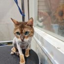 CU 동두천정장로점 | 동두천애견미용 유스타그루밍 고양이 전체미용 바다