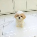 강아지분양 꽃강아지 중랑점 | 거품없는 분양가 동대문강아지분양 꽃강아지중랑점 강아지분양