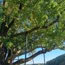 은행나무목장 | [여행] 부산근교 경남 당일치기 가을 여행 울산하늘목장 &amp;울주 두서면의은행나무