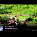 솜사탕 먹는 치타 NGC Cheetah devour Candy floss 이미지