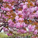 창원천 | 완)창원 겹벚꽃 드라이브 코스 겹벚꽃 명소 5곳