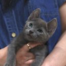 대구고양이분양 도레미캣 이미지