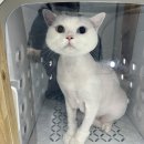 함께냥 본점 이미지