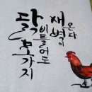 꼬끼오 이미지