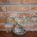 브라운피크닉 이미지