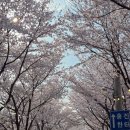 벚꽃길 | 대전 4월 벚꽃 개화시기 명소 추천 | 대청호 벚꽃길 드라이브 후기