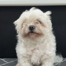 뽀송 애견미용 | 강아지 종에 특징 살려 예쁘게 미용잘 해 주는 인천애견미용 이용 후기