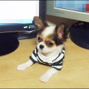 치와와 둥지 이미지