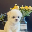 도그마루 강아지 고양이 천안아산점 이미지