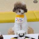 독앤트리 이미지