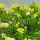 헤이메르 이미지