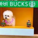 바비애견풀빌라 이미지