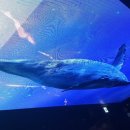 돌고래공인중개사사무소 이미지