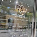 하이멍냥 강아지분양 고양이분양 서울본점 | 강동구 고양이 하이멍냥 강아지분양 고양이분양 서울 본점