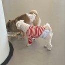 댕겨올개 이미지