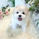 강아지분양 애견입양 아이러브독 수원점 말티푸미니비숑포메 | 영통 강아지분양 아이러브독에서 말티푸 입양하고 만족스러웠음